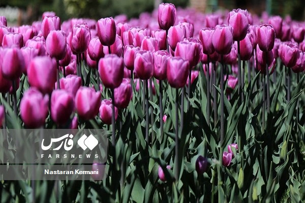  جشنواره «لاله های کرج»