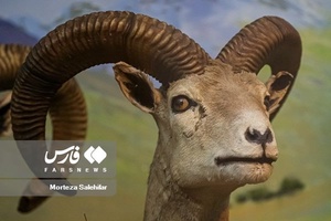 موزه تاریخ طبیعی چهارمحال و بختیاری