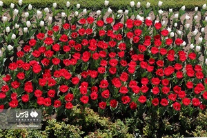  جشنواره «لاله های کرج»