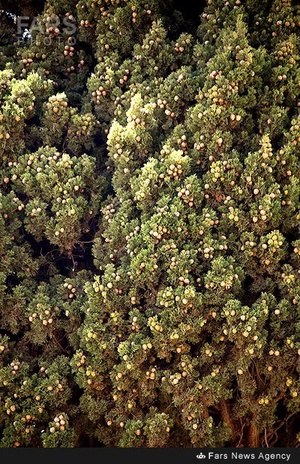 سرو تاریخی بیزه در سبزوار