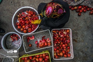 برداشت انار از باغات «فاروق» 