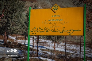 علوفه دادن به گله «قوچ و کَل» در وَرجین