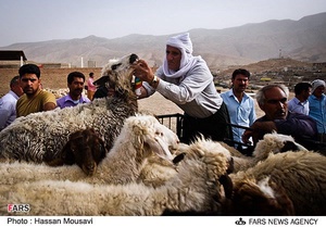 بازار خرید و فروش دام در آبدانان