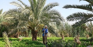 سرزمین نخل30