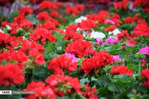 گل‌های بهاری مهمان‌خانه اصفهانی‌ها