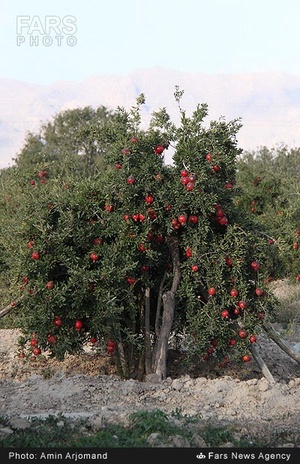 باغ انار در نی ریز استان فارس