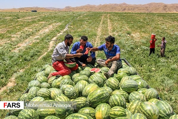 برداشت هندوانه در باغملک