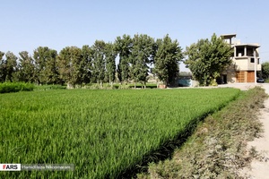برنج‌کاری در شهر اصفهان