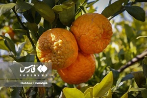 نارنگیِ  «سیاهو» 
