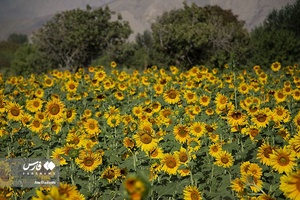 خوی شهر آفتابگردان ها