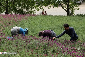 برداشت گل گاو زبان در گیلان