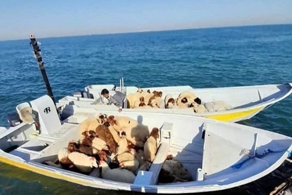 قاچاق دام