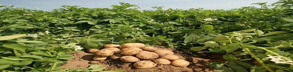سیب زمینی