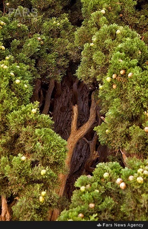 سرو تاریخی بیزه در سبزوار