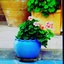 تصویر نمایه‌ی ‌سعیده کرامتی‌