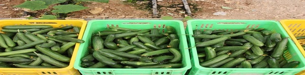 خیار