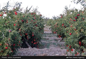 باغ انار در نی ریز استان فارس