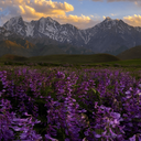 تصویر نمایه‌ی ‌آرش سوری‌