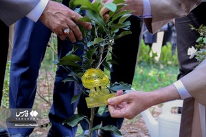 کاشت ۳ اصله نهال  به یاد سه امام جمعه فقید شیراز