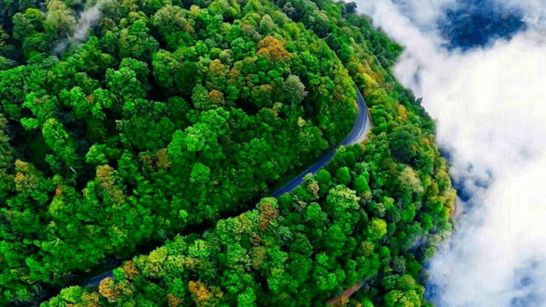 زنجیره دست‌اندازی به جنگل‌ این بار به نام تکیش افتاد