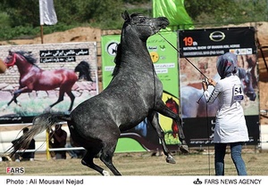 نوزدهمین جشنواره ملی زیبائی اسب اصیل عرب در اهواز