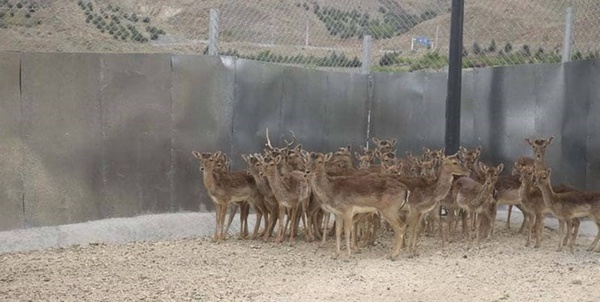 حیان وحش