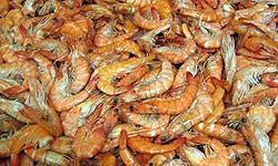 میگو