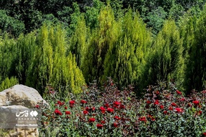 اردیبهشت در باغ گل های شیراز