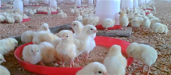 مرغداری جوجه