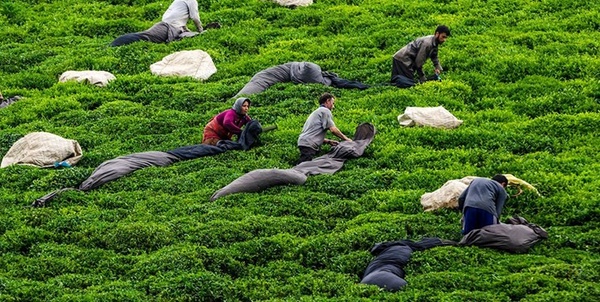 چای