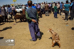 خرید و فروش دام عیدانه در استان‌ها /آذربایجان شرقی