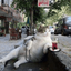 تصویر نمایه‌ی ‌گربه شیرازی‌