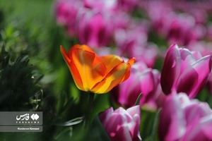  جشنواره «لاله های کرج»
