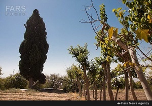 سرو تاریخی بیزه در سبزوار