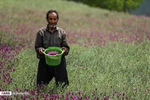 برداشت گل گاو زبان در گیلان