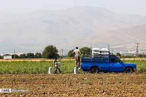 بارگیری گونی‌های سیب زمینی از زمین زراعی برای عرضه در بازار و یا صادرات