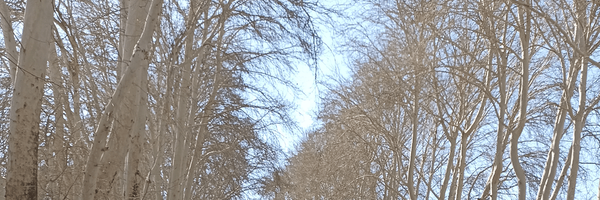 تصویر سربرگ نمایه‌ی ‌Sorosh‌
