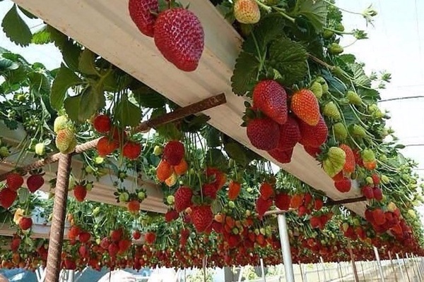 ضروت کشت گلخانه ای 