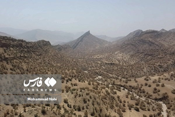 پروانه برگ‌خوار،بلای «بلوط‌های فارس»