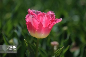  جشنواره «لاله های کرج»