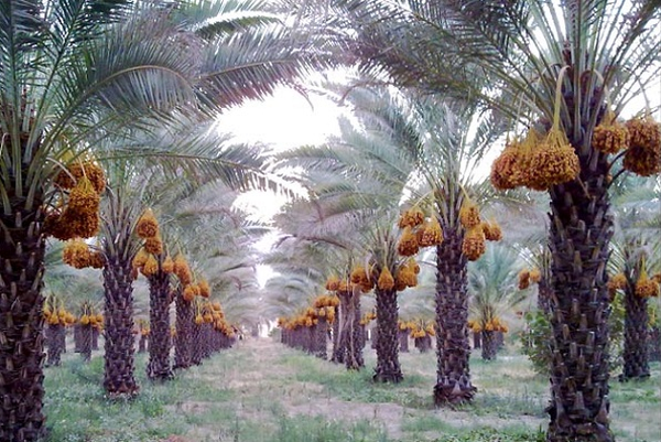 نخل