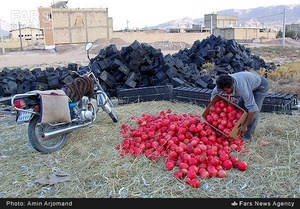 بسته بندی انار در باغات نی ریز استان فارس