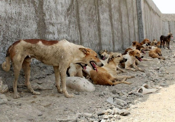 سگ ولگرد یاسوج