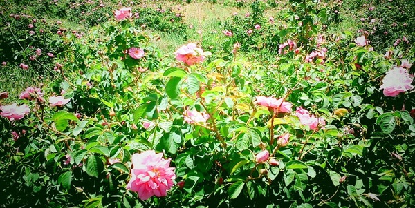 گل محمدی 
