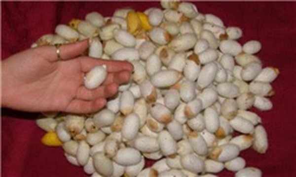 پیله وری