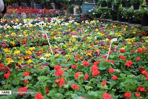 گل‌های بهاری مهمان‌خانه اصفهانی‌ها