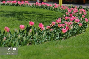  جشنواره «لاله های کرج»