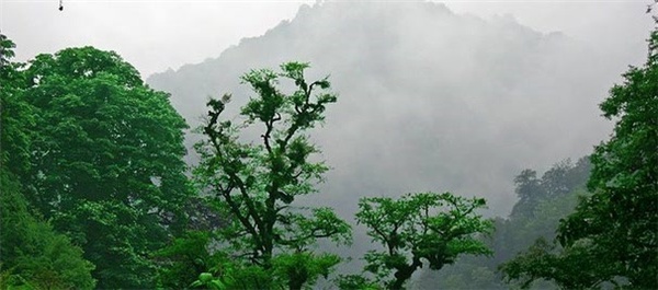 جنگل‌ گیلان
