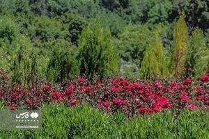 اردیبهشت در باغ گل های شیراز