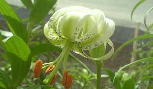 سوسن چلچلراغ